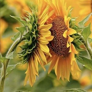 Meet your Posher, Lori